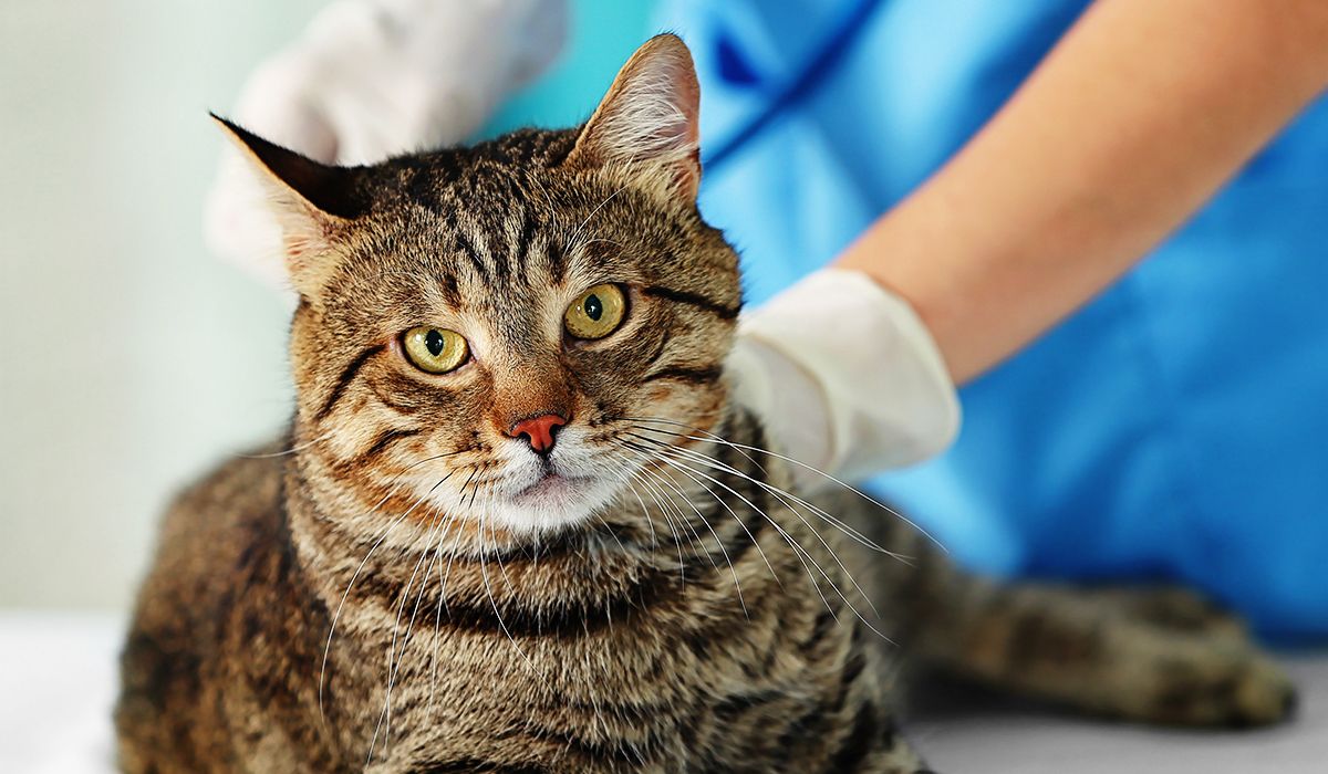 cat being checked by a veterinarian