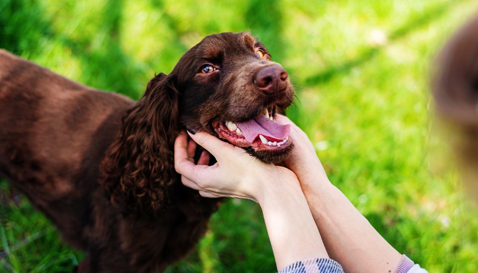 woman petting dog