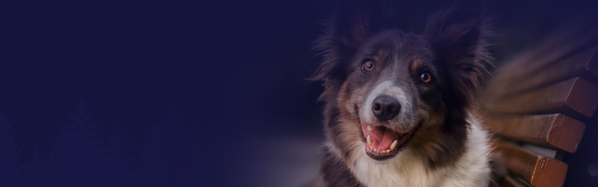 smiling border collie dog
