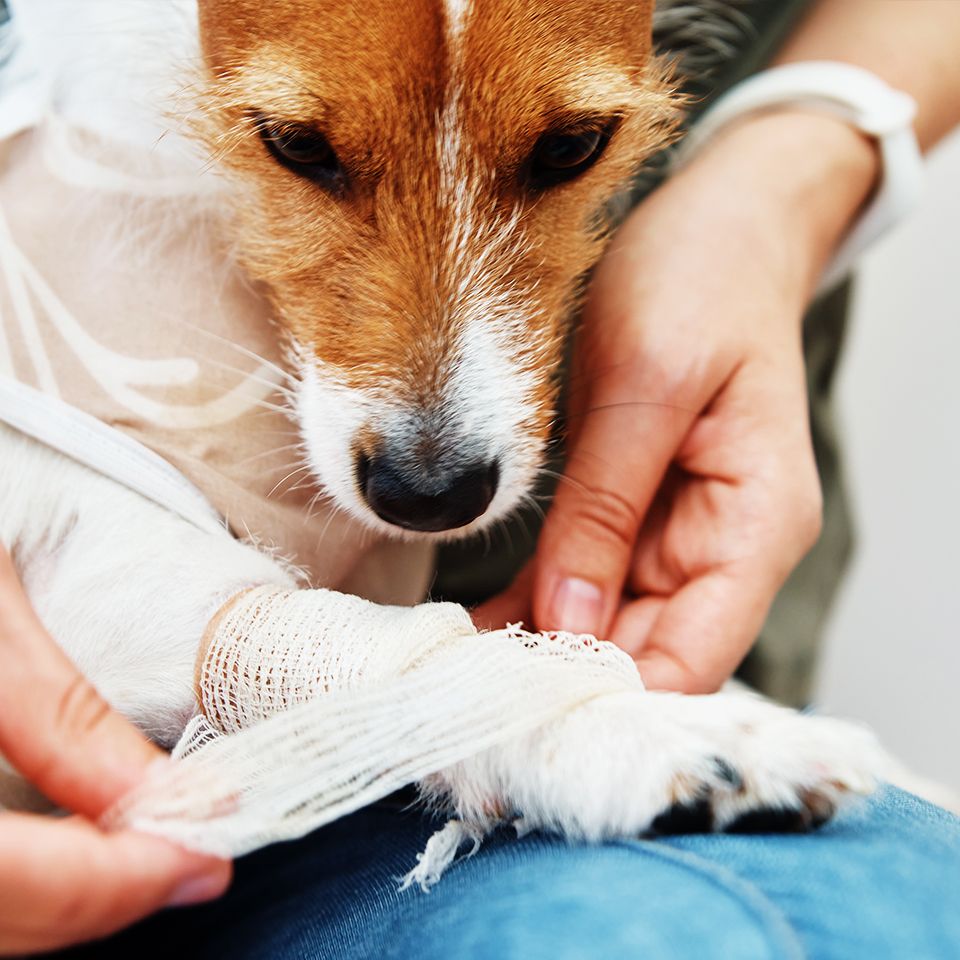 owner bandages dogs paw pet care jack russell terrier with catheter rehabilitation animal after surgery