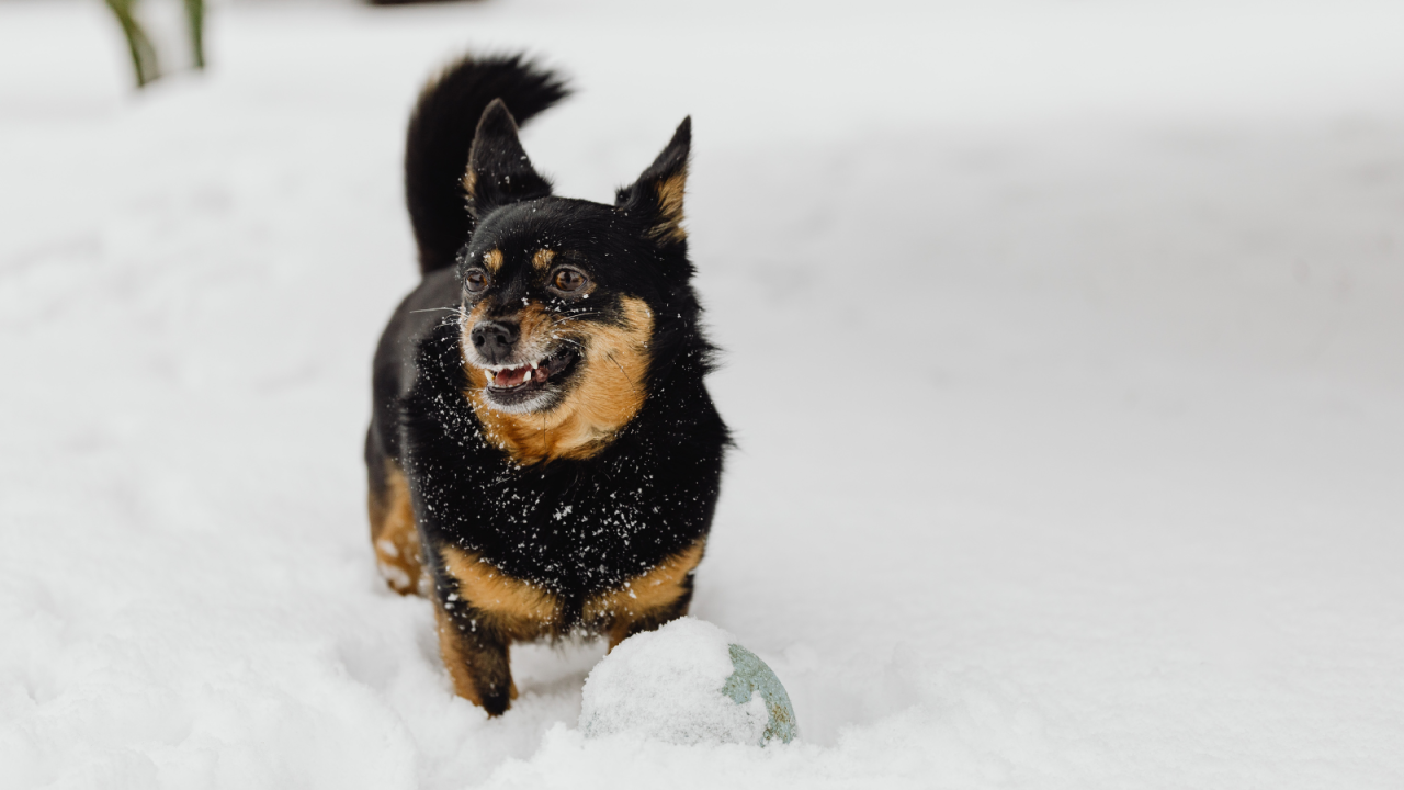 ro---2025-11-21T151006.846