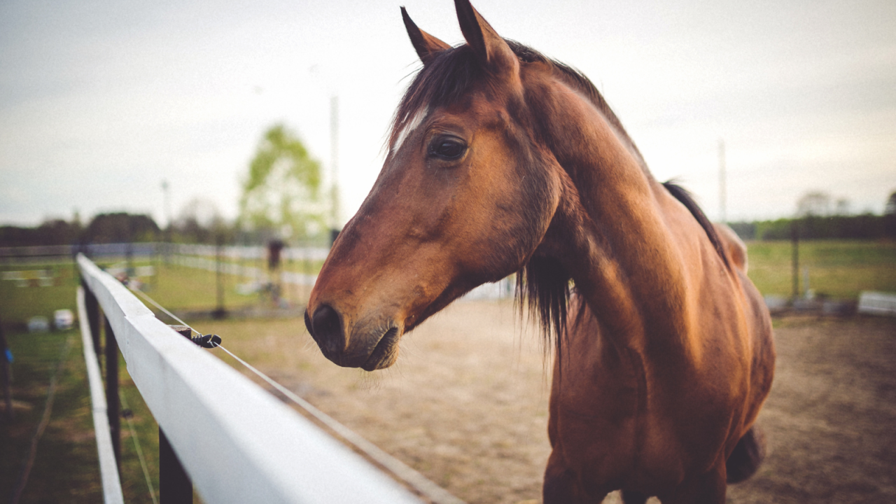 ro---2026-01-27T114312.287