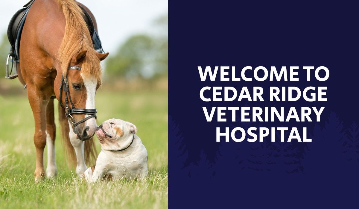 welcome-to-cedar-ridge-veterinary-hospital
