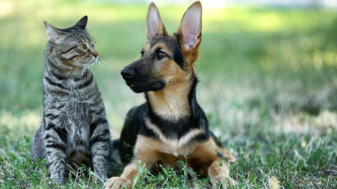 Bone Fractures in Pets: Causes, Treatment & Recovery