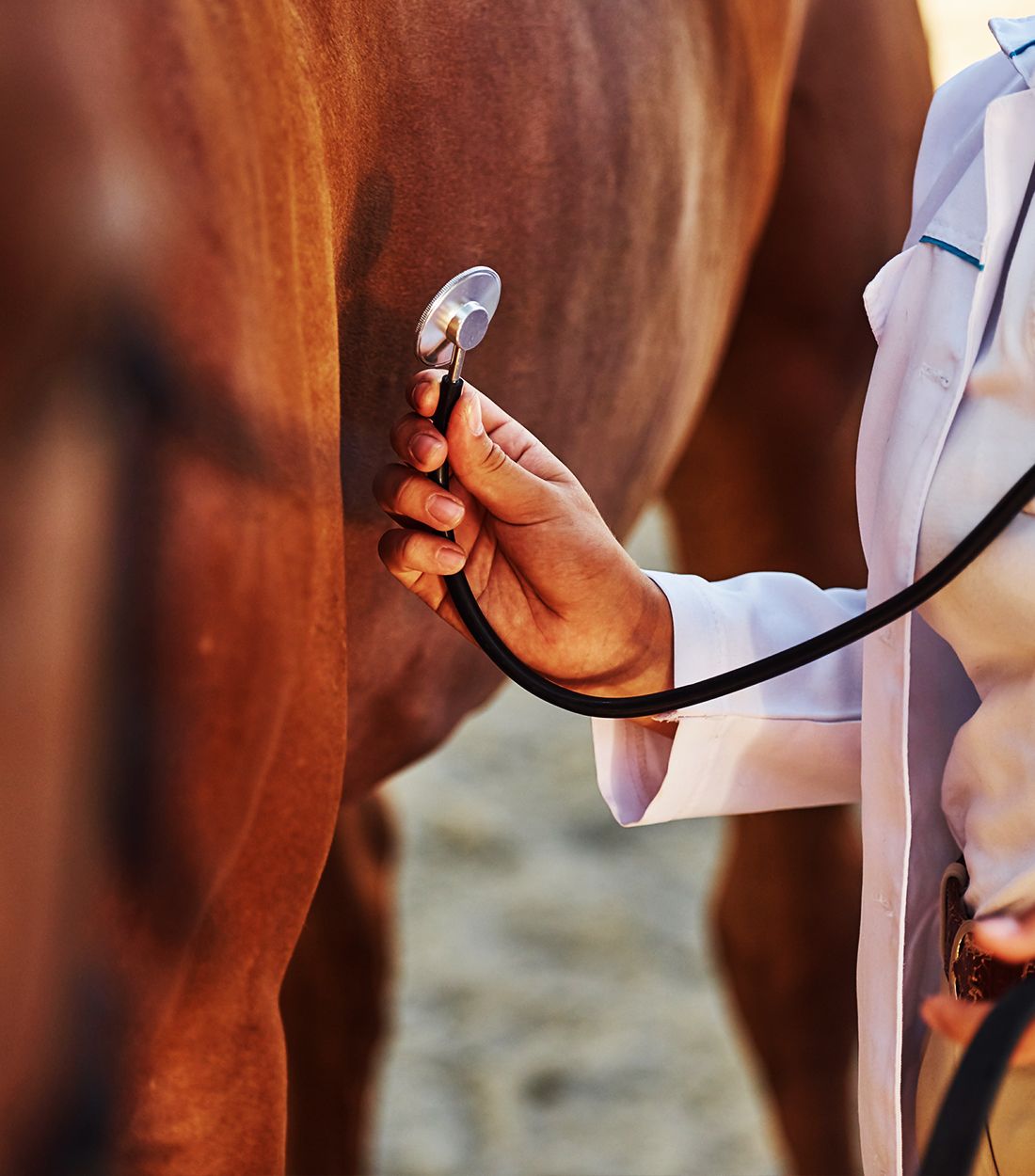 using stethoscope female vet examining horse outdoors farm daytime