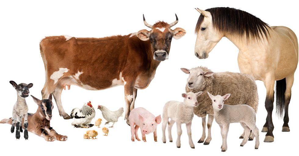group of farms animals together on white background