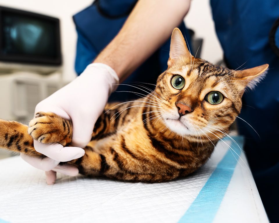 close up doctor holding cat